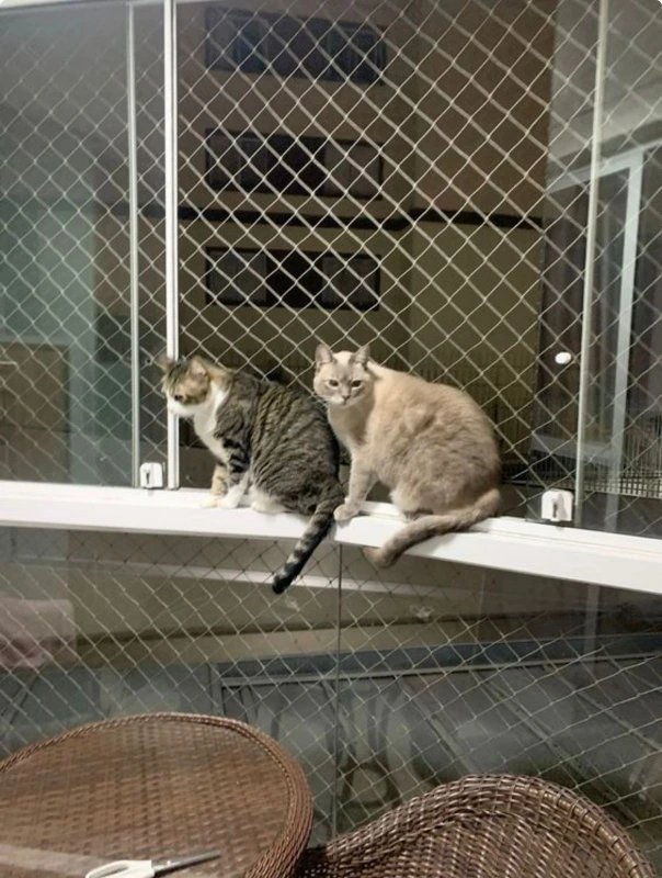 Instalação de rede de proteção animal em São Paulo