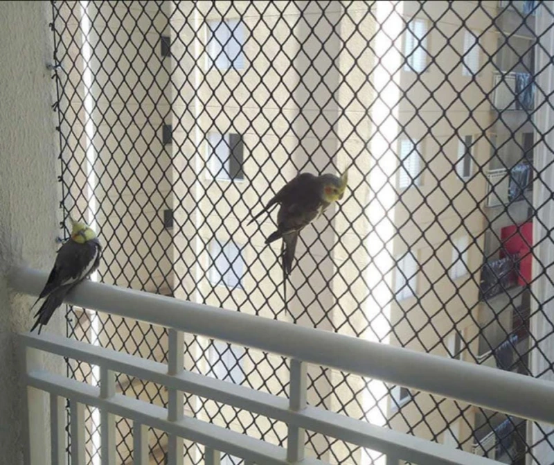 Rede anti pássaros no Litoral Paulista