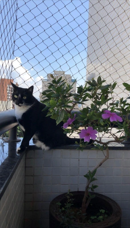 Rede de proteção animal no Litoral Paulista