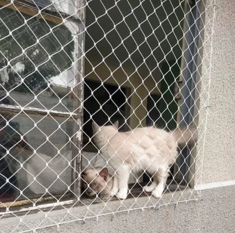Rede de proteção animal no Litoral Paulista