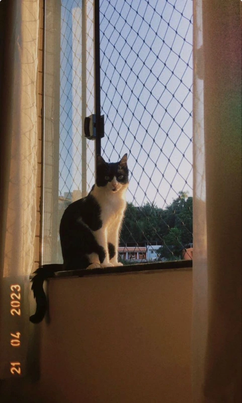 Redes de proteção para pets em apartamentos