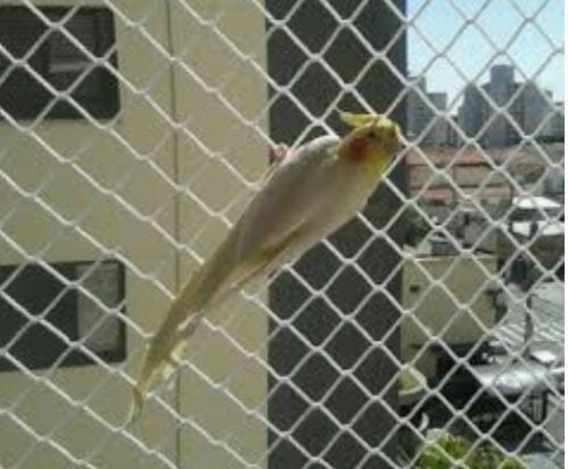 Tela de proteção contra pássaros no Litoral Paulista