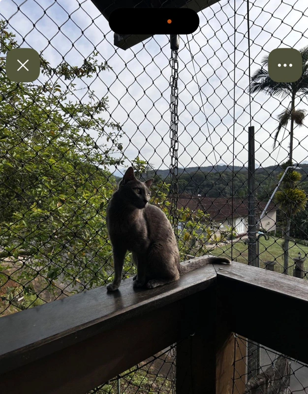 Tela de proteção para pet no Litoral Paulista