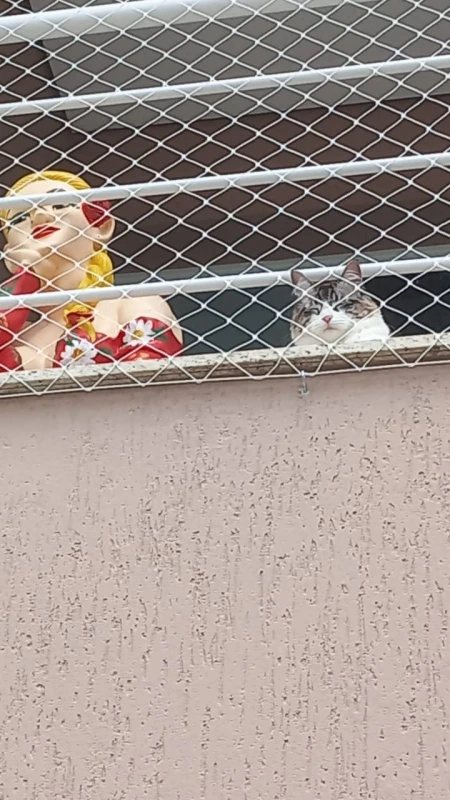 Tela de proteção para pet no Litoral Paulista